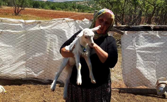 Erzincan’ın Kemaliye ilçesinde 5 keçi alarak hayvancılık işine başlayan Emine