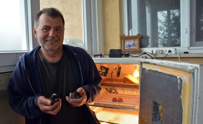 Ordu’da yaşayan Resul Çekiç, buzdolabından uyarladığı kuluçka makinesinde civciv yetiştiriyor.