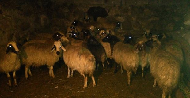 Van'ın Gürpınar ilçesinde bir ay önce çalınan 59 küçükbaş hayvan,