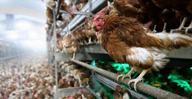 Türkiye'nin geçen yıl canlı hayvan ihracatı 34,7 milyon dolar olurken,