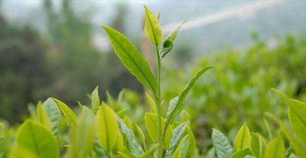 Doğu Karadeniz'in en önemli tarımsal ürünlerinden yaş çay için kurulan