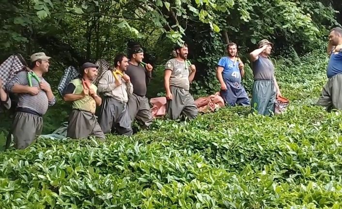 Doğu Karadeniz Bölgesi’nde çay hasat sezonunda çalışmak üzere Gürcistan’dan bölgeye