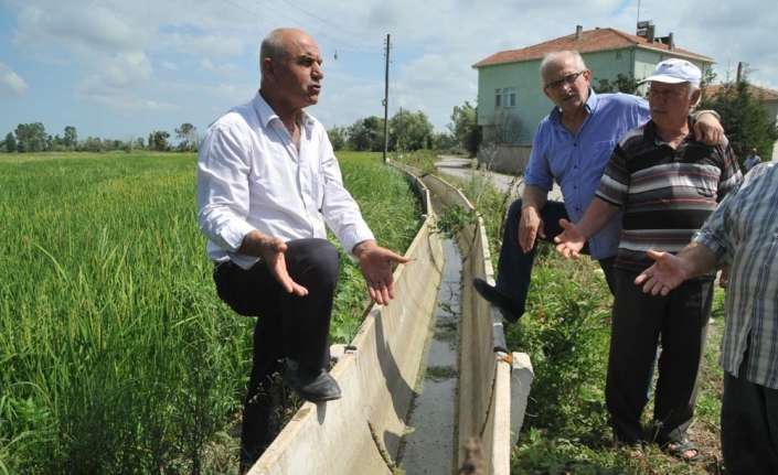 Samsun’un Bafra Ovası’nda çeltik üretimi yapan Fener Mahallesi sakinleri, yeterli
