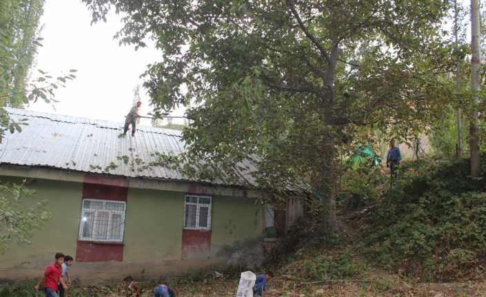 Şırnak’ın Uludere ilçesinde ceviz hasadı başladı. İlçe merkez ve köylerinde