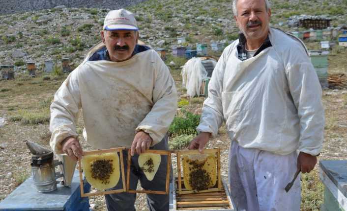 Antalya’nın Akseki ilçesinde bal üretiminin geçtiğimiz yıla göre önemli oranda