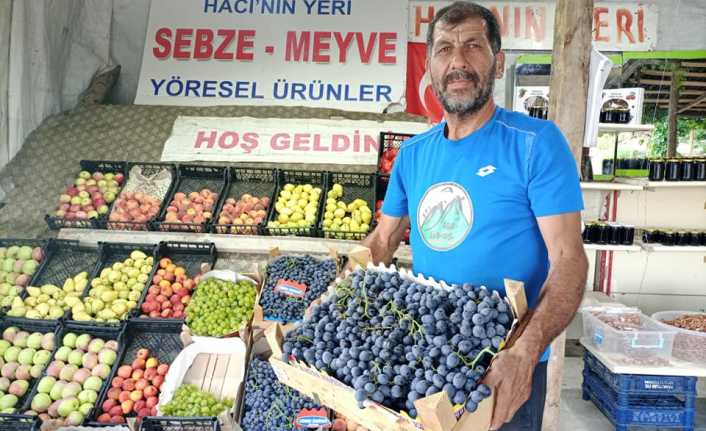 Erzincan’ın önde gelen tarımsal ürünlerinden birisi olan cimin üzümünde hasat
