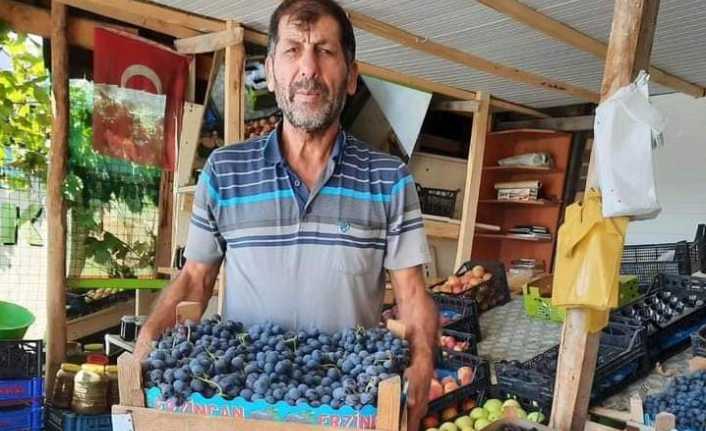 Erzincan’ın önde gelen tarımsal ürünlerinden birisi olan cimin üzümün'de hasat