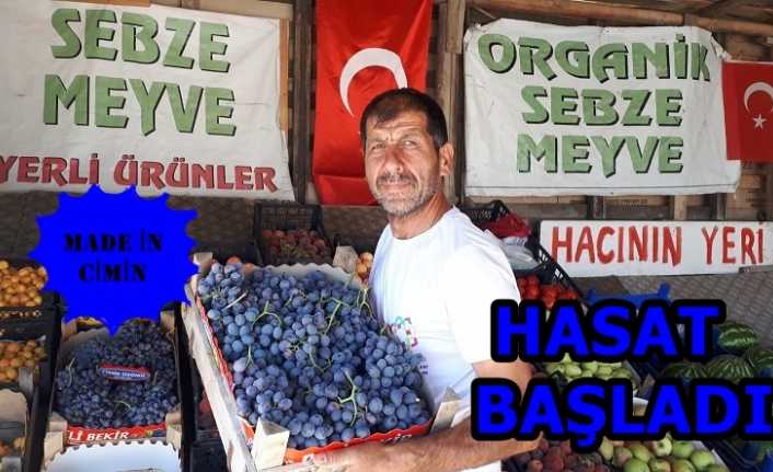 Erzincan'ın önde gelen tarımsal ürünlerinden birisi olan cimin üzümünde hasat