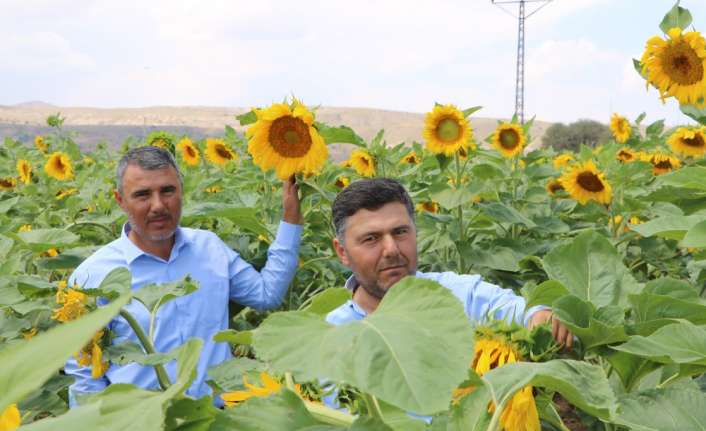 Çin’den ithal edilen ucuz çekirdek Türkiye’deki ay çiçeği üretiminde önemli