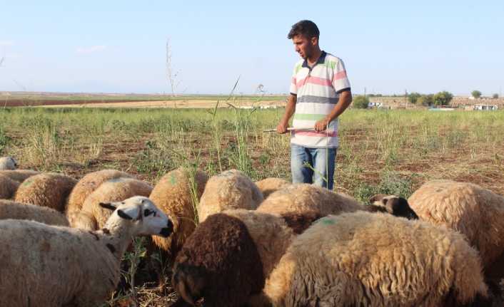 Şanlıurfa’nın Siverek ilçesinde hem çobanlık yapıp hem de üniversiteye hazırlanan