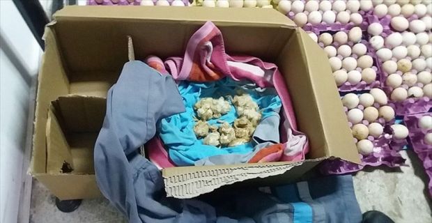 Muğla'nın Marmaris ilçesinde çöp konteynerine atılan yumurtalardan çıkan civcivler belediye
