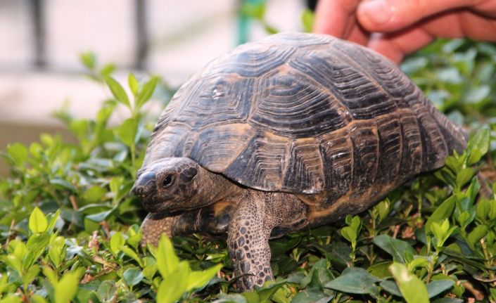 Muğla’nın Bodrum ilçesinde poşete konularak çöpe atılan yavru kaplumbağayı ölmek