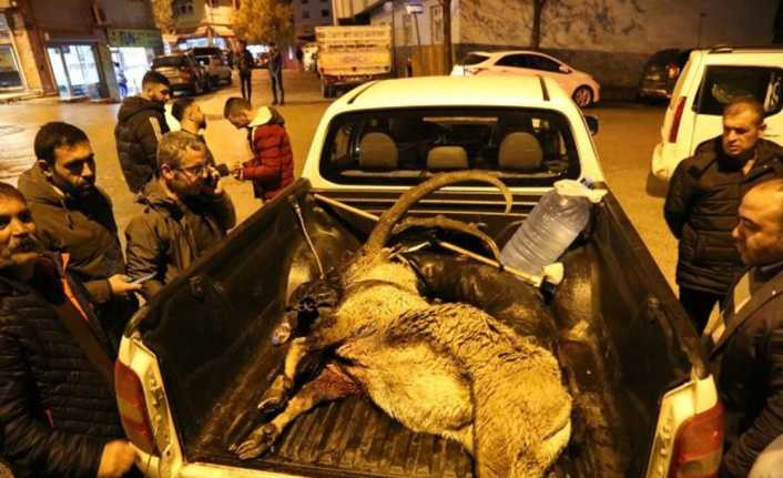 Tunceli’nin Pülümür ilçesinde koruma altındaki dağ keçisini öldürmekten ve kendilerini