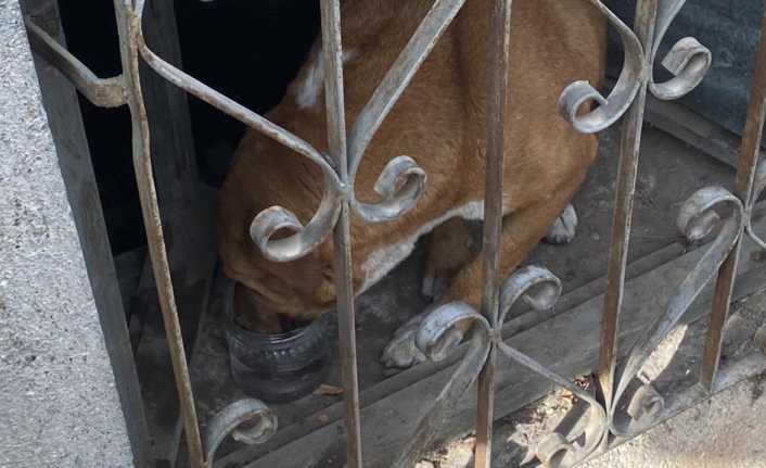 Erzincan'da pencere ile demir parmaklık arasına sıkışan köpek itfaiye ekiplerince
