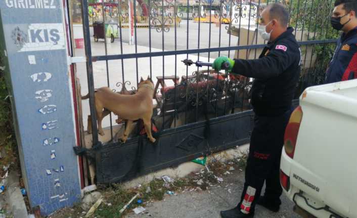 Erzincan’da bir otoparkın demir kapısına başı sıkışan köpek, itfaiye ekiplerince
kurtarıldı