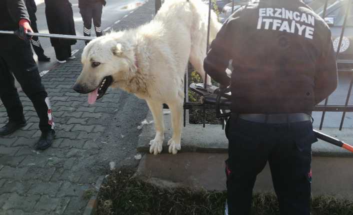 Erzincan’da demir parmaklıklara sıkışan sahipsiz köpek, itfaiye ekiplerince kurtarıldı.