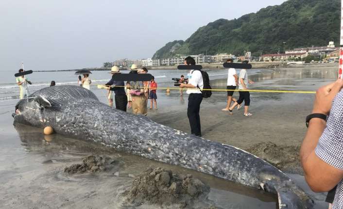 Japonya’da dev bir mavi balina, Kamakura şehri sahillerinde karaya vurdu.