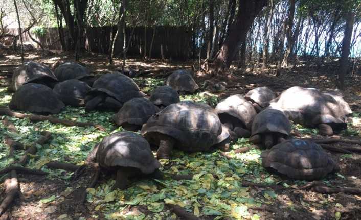 Turkuaz mavisi okyanusu ve yemyeşil ormanıyla Tanzanya’nın yarı özerk bölgesi