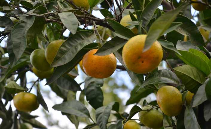 Doğu Karadeniz’de fındığın yanı sıra alternatif olarak üretilen narenciyenin hasadına