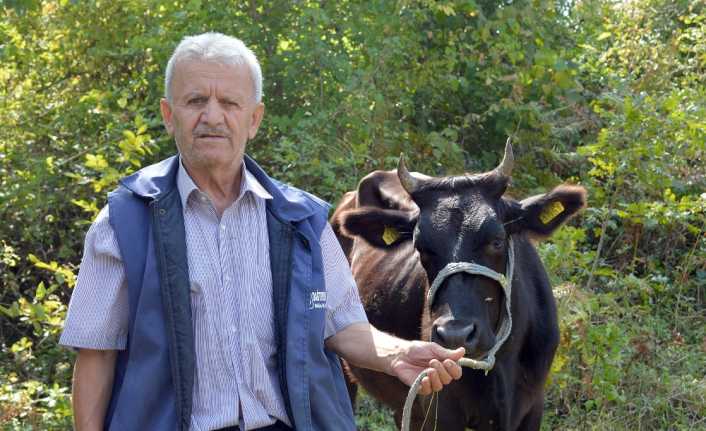 Kastamonu’nun Çatalzeytin ilçesinde Kurban Bayramı’nın 1. günü köyünde ineklerini otlatırken