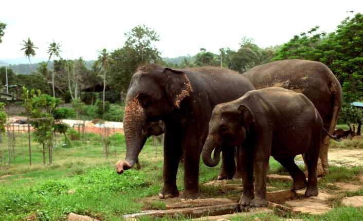 Sri Lanka’nın başkenti Colombo’ya 112 kilometre uzaklıktaki Rambukkana kentinde dünyanın