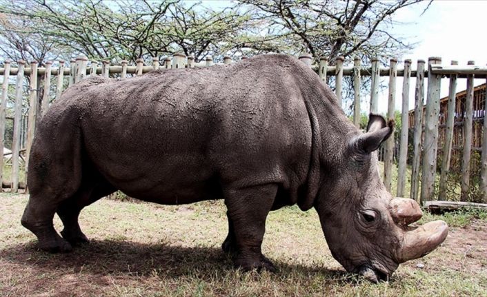 Kenya'daki Ol Pejeta Koruma Bölgesi İdaresinden yapılan açıklamada, dünyanın son