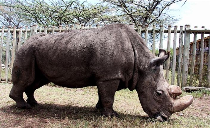 Kenya'daki Ol Pejeta Koruma