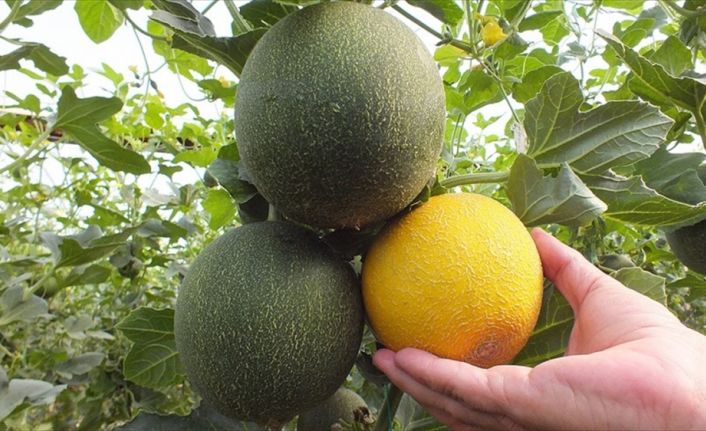 Mersin'in Silifke ilçesinde hasadına başlanan örtü altında yetiştirilen kavunun kilogramı
