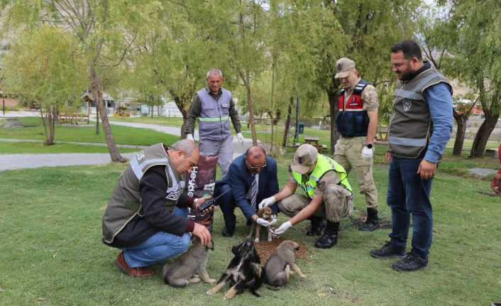 Dünyada Hayvanları Koruma Günü kutlanıyor.