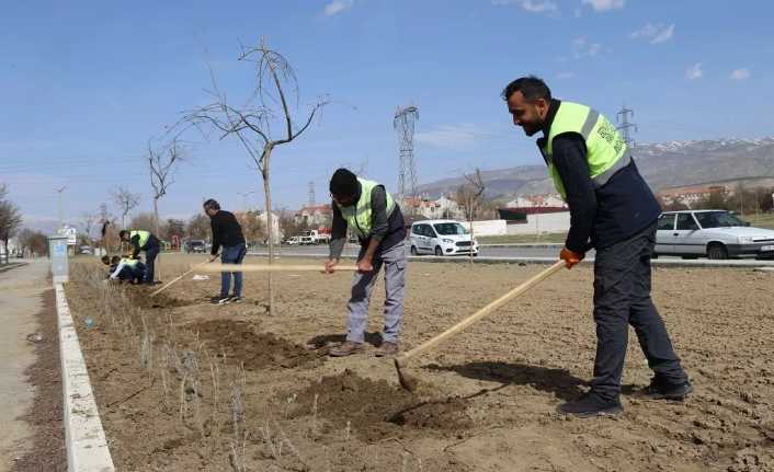 Erzincan Belediyesi kendi seralarını ve uygun alanları lavantalarla donatıyor