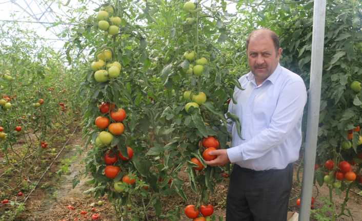 Erzincan’da yaklaşık 600 dekarlık sera işletmesinde üretilen domates, çevre illere