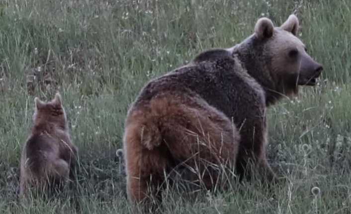 Erzincan’da iki yavrusuyla birlikte gündüz vakti yiyecek aramaya çıkan anne
