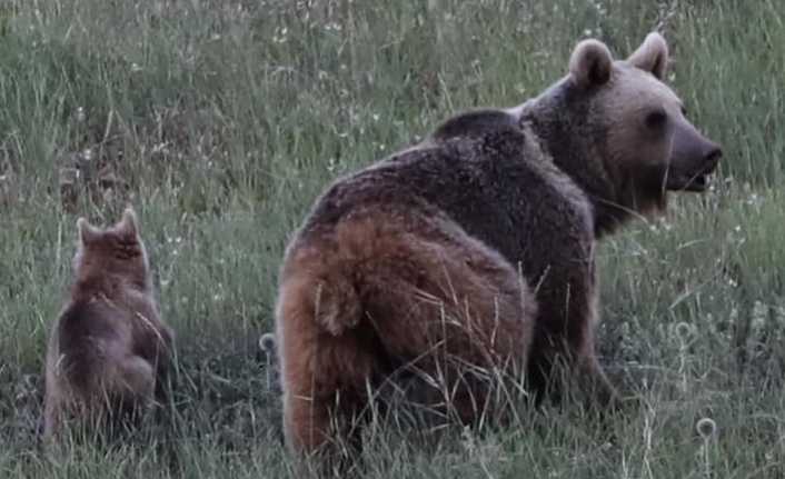 Erzincan’da iki yavrusuyla birlikte