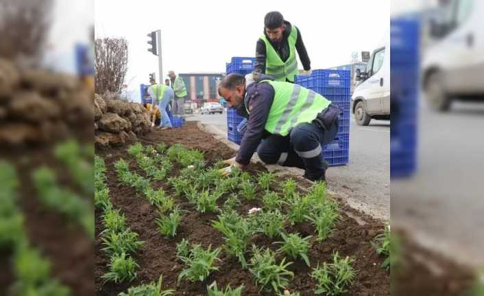 Erzincan genelinde bu yıl 1 Milyon adet çiçek fidesi dikimi