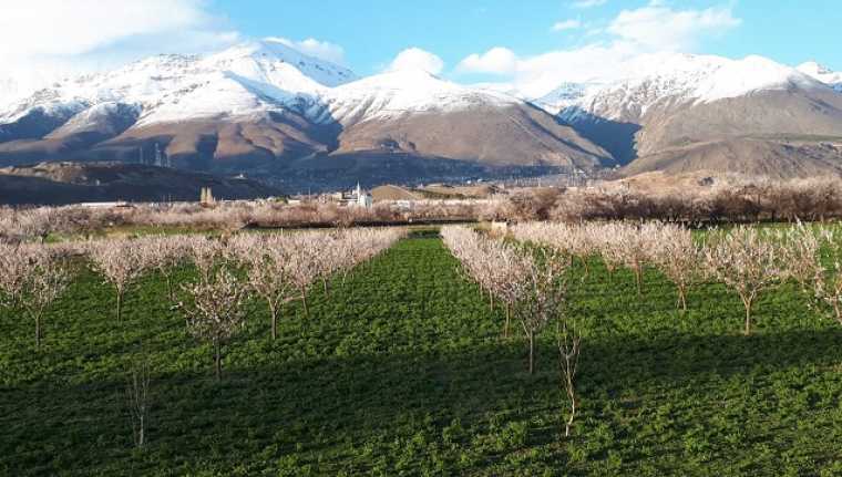 Kayısı üretiminde Erzincan’da önemli bir yere sahip olan Üzümlü İlçesinde