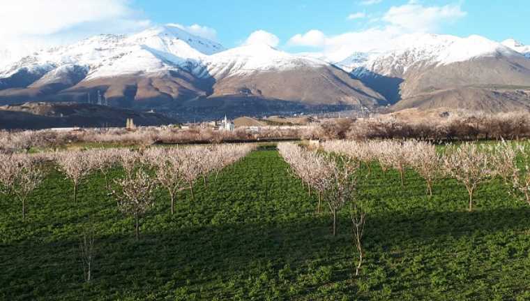 Kayısı üretiminde Erzincan’da önemli