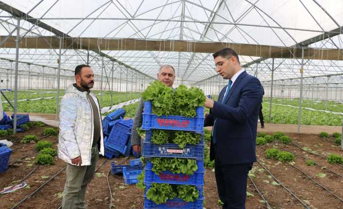 Erzincan’da Seralarda Ocak Ayında Marul Hasadı Sürüyor