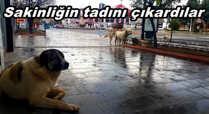 Erzincanlılar kent genelinde sokağa çıkma yasağı olmamasına rağmen zorunlu olmadıkça