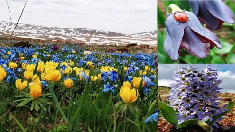 Baharın müjdecisi çiçekler Erzincan'ın