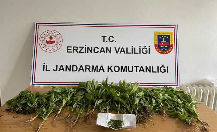 Erzincan'da uyuşturucu operasyonunda esrar ve kenevir ele geçirildi.
