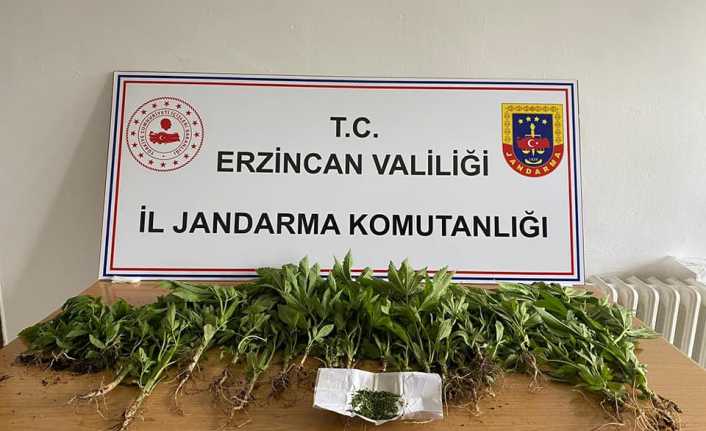 Erzincan'da uyuşturucu operasyonunda esrar