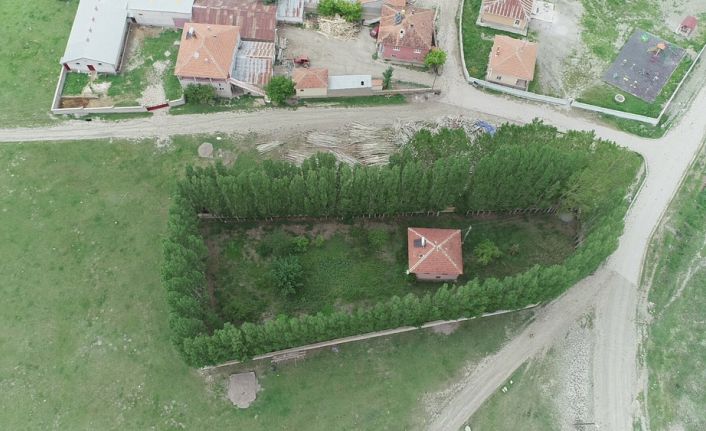 Sivas’ta bir evin çevresinde 10 yıl önce ekilen kavak ağaçları