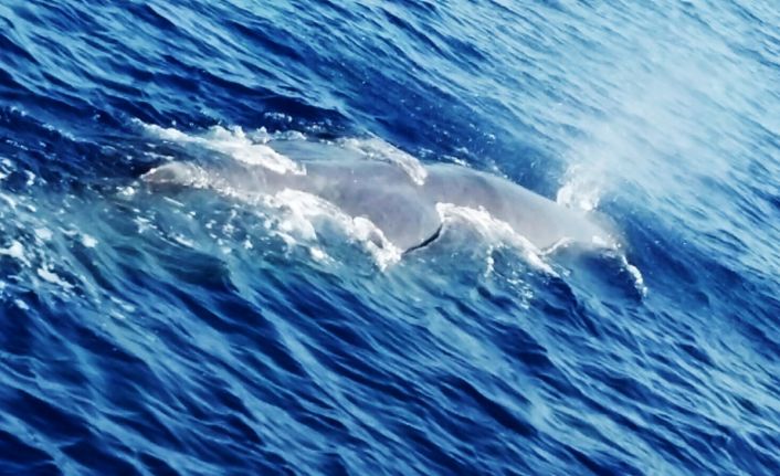 Muğla’nın Fethiye ilçesinde yaklaşık 10 metre uzunluğunda bir balina görüldü.