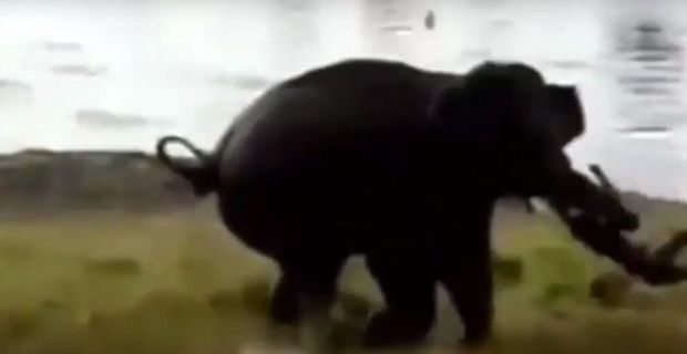 Hindistan’da filin saldırısına uğrayan adam hayatını kaybetti.