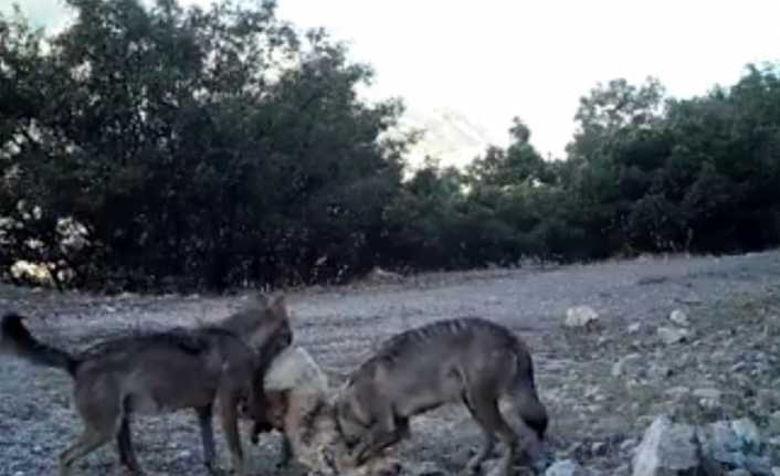 Erzincan’da yaban hayatı, çeşitli bölgelere kurulan fotokapanlarla görüntülendi.