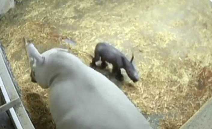 Fransa’nın Aude bölgesindeki bir hayvanat bahçesinde bulunan nesli tükenmekte olan