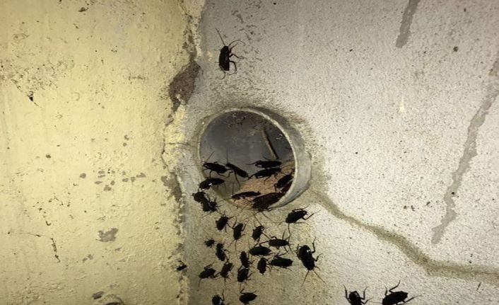Fransa’da tahtakurusu ve pire istilasına uğrayan karakol geçici olarak kapatıldı.