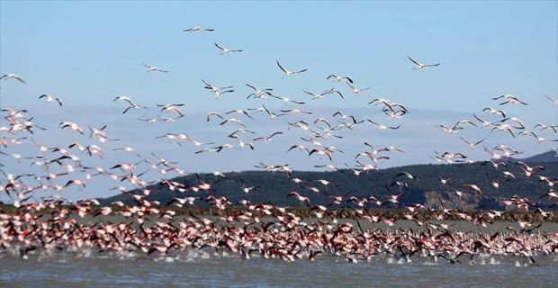 Türkiye'nin en önemli sulak alanlarını barındıran Gala Gölü Milli Parkı,