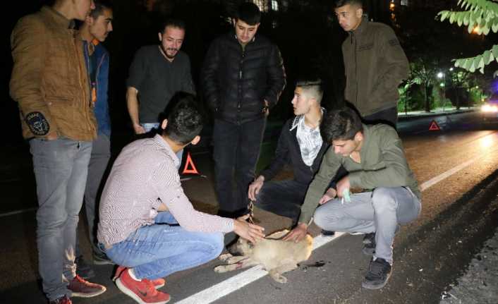 Yozgat’ta bir aracın çarpması sonucu iki bacağı kırılan köpeğin imdadına