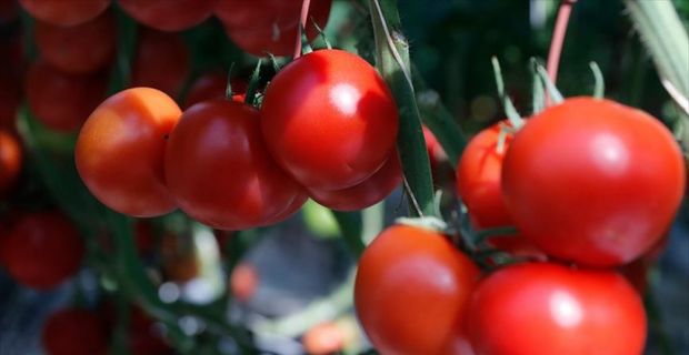 Geçen yıl gıda grubunda en yüksek fiyat artışı yüzde 71,1